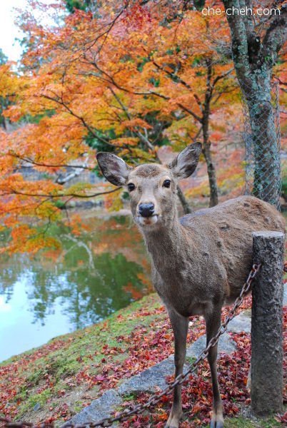 Cute Deer @ Nara